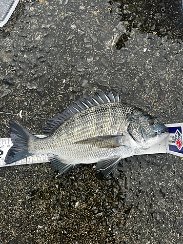 クロダイの釣果