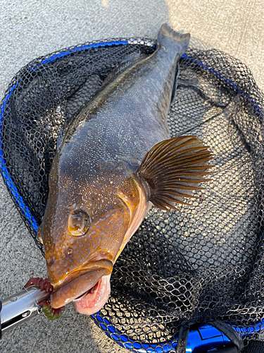 アイナメの釣果