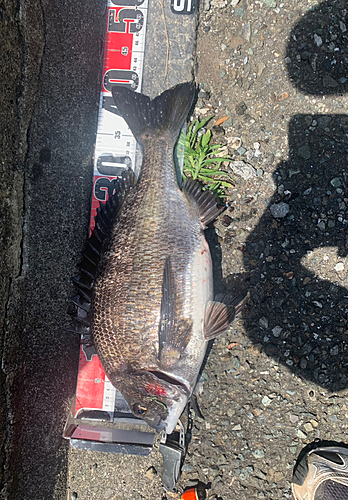 クロダイの釣果