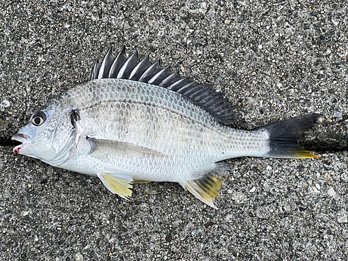 キビレの釣果