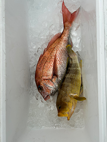 タイの釣果