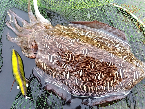 コウイカの釣果