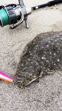 ソゲの釣果