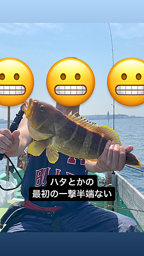 アオハタの釣果