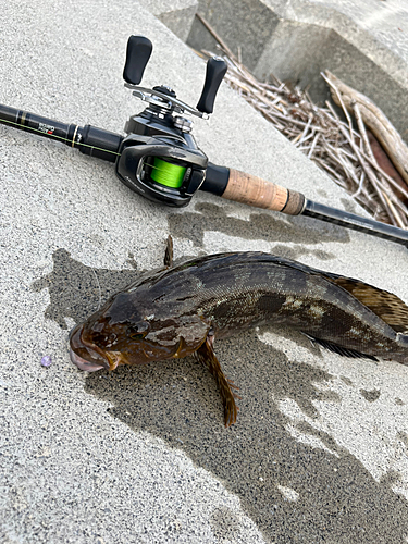 アイナメの釣果