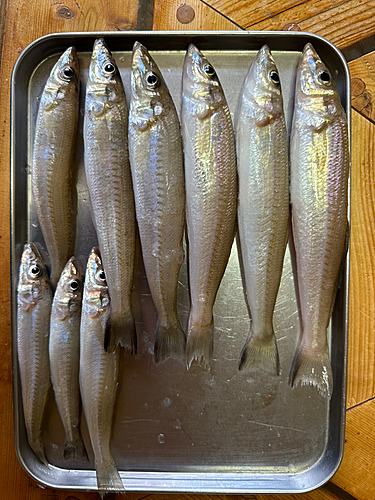 キスの釣果