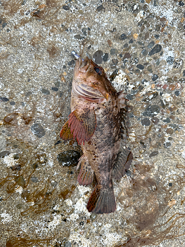 ムラソイの釣果