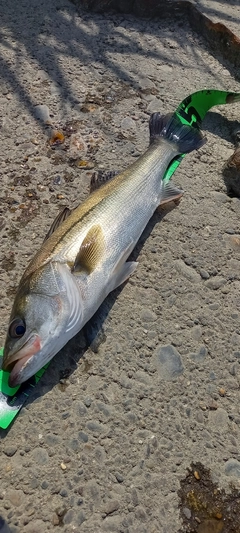 フッコ（マルスズキ）の釣果