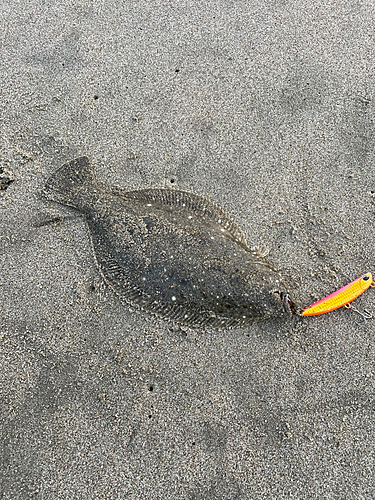 ソゲの釣果