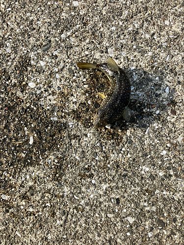 クサフグの釣果