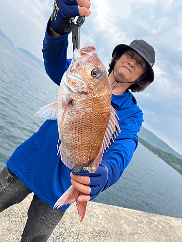 マダイの釣果