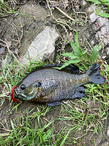 ブルーギルの釣果