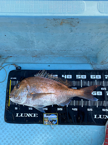 マダイの釣果