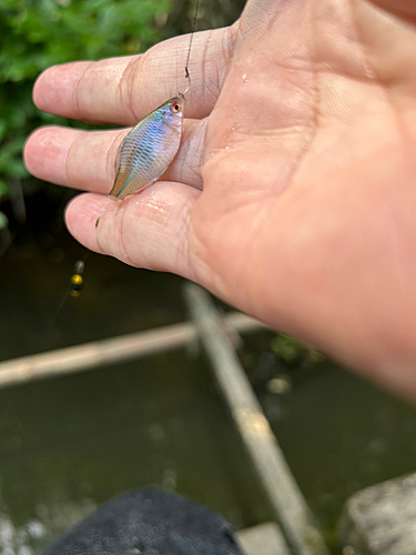 タイリクバラタナゴの釣果