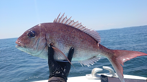 マダイの釣果