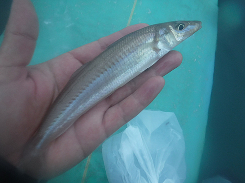 キスの釣果