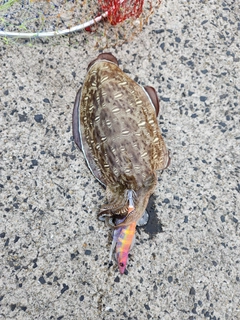 コウイカの釣果