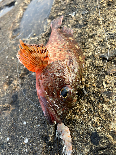 カサゴの釣果