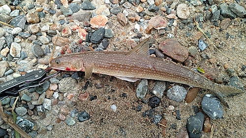 エソの釣果