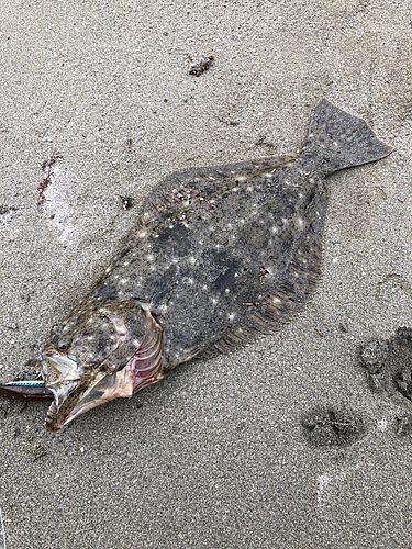 ヒラメの釣果