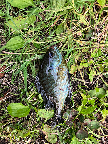 ブルーギルの釣果