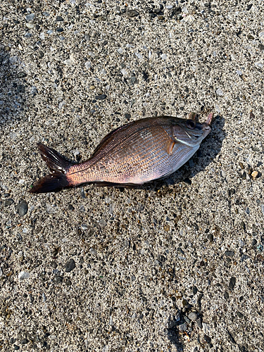 ウミタナゴの釣果