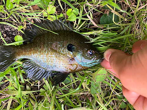 ブルーギルの釣果