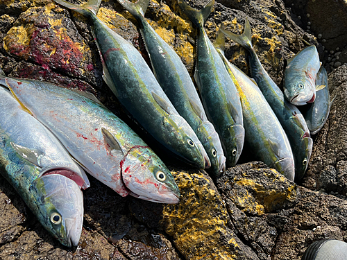 イナダの釣果