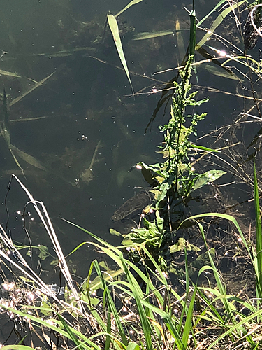 ライギョの釣果