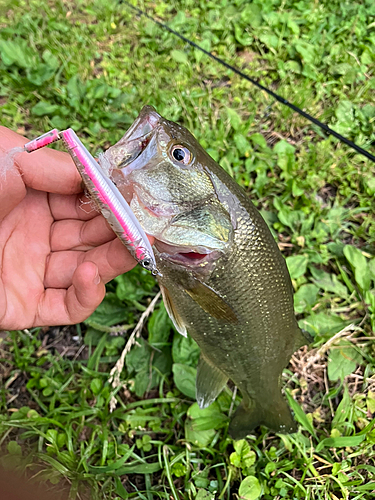 ラージマウスバスの釣果