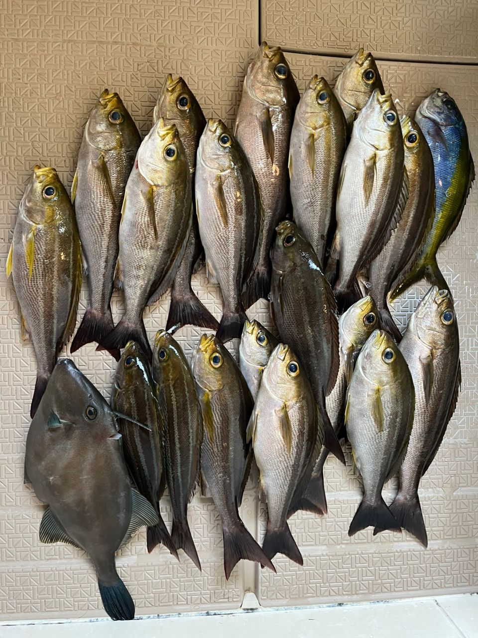 げりらさんの釣果 1枚目の画像