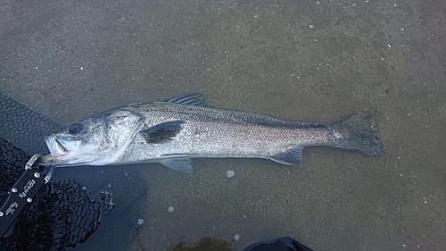 スズキの釣果