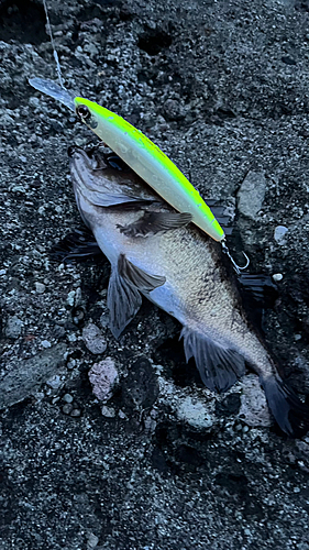 クロメバルの釣果