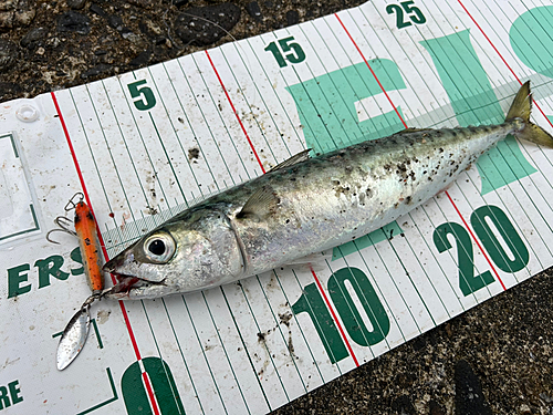 サバの釣果