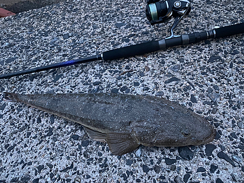 マゴチの釣果