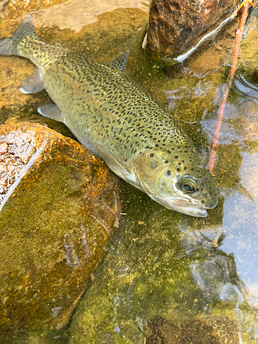 ニジマスの釣果