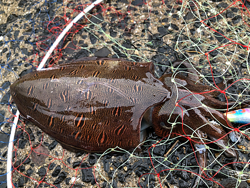 カミナリイカの釣果