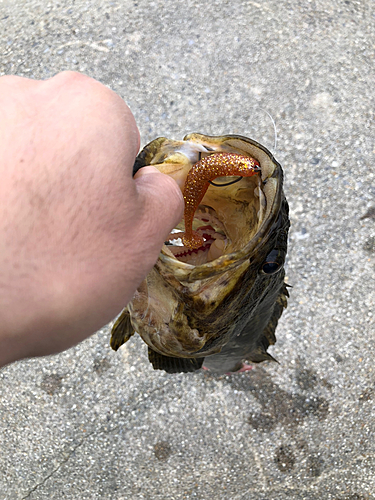 タケノコメバルの釣果