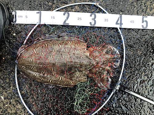 カミナリイカの釣果