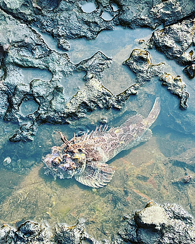 トウベツカジカの釣果