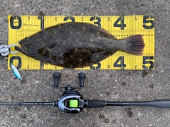 ヒラメの釣果