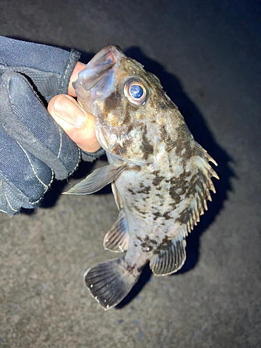 クロソイの釣果