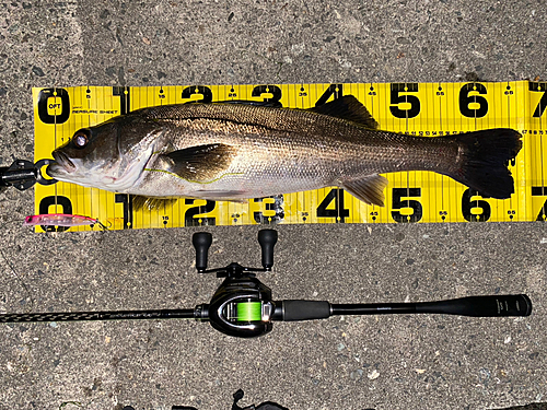 シーバスの釣果