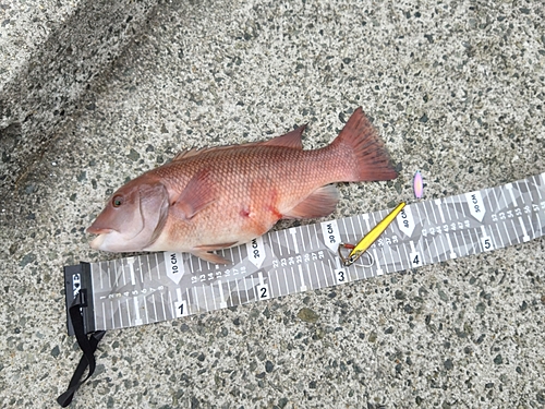 コブダイの釣果