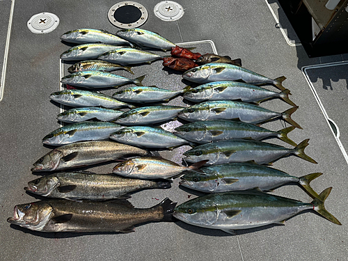 ワラサの釣果