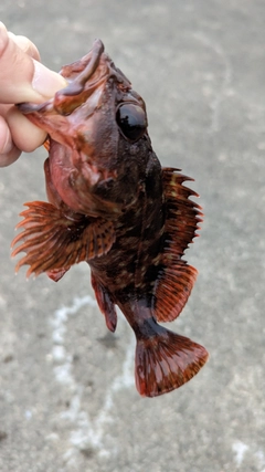 カサゴの釣果