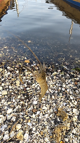 テナガエビの釣果