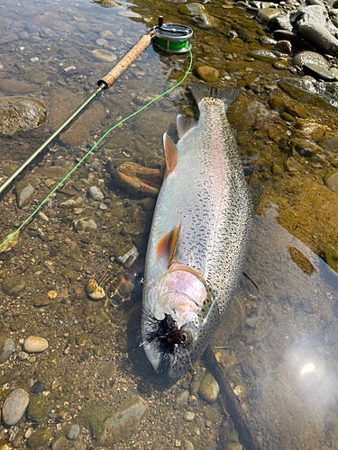 ニジマスの釣果