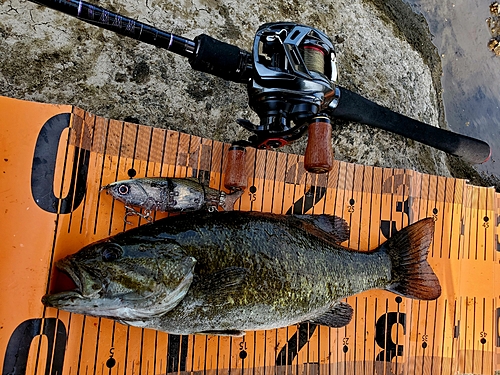 スモールマウスバスの釣果