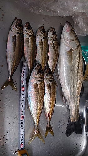 アジの釣果